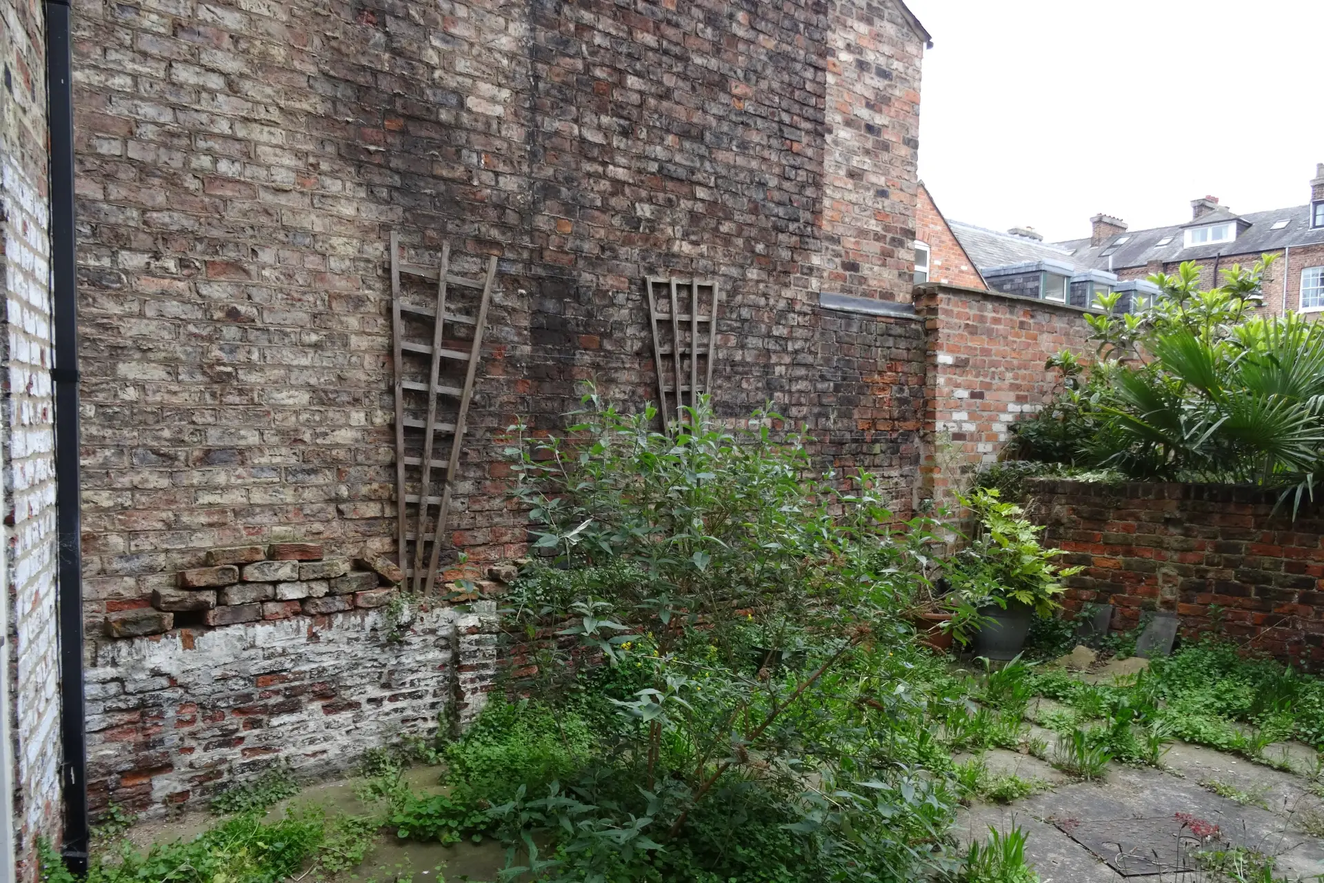 Before photograph of the derelict rear courtyard of a Grade II listed townhouse in York, with overgrown vegetation, crumbling brickwork and dilapidated trellis prior to landscaping and the new extension